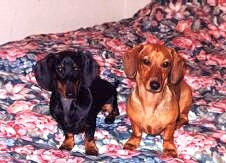 pups on motel bed