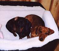 pups bed