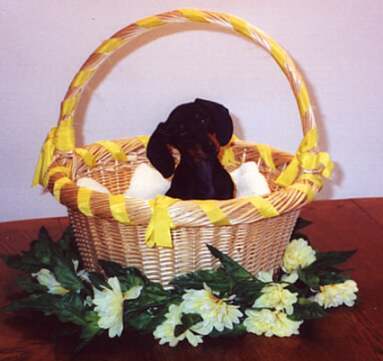 frankie in a yellow basket
