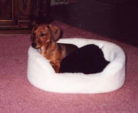 Nancy resting with a toy