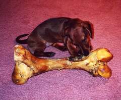 Nancy with the Large Bone